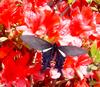 Long-tailed spangle butterfly 2001-04-27