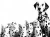 [Funny] Dalmatian dog and cats