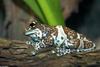 A few treefrogs - Milky Treefrog (Phrynohyas resinifictrix)2