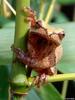 A few treefrogs - Northern Spring Peeper (Pseudacris crucifer crucifer)1293
