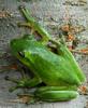A few treefrogs - green treefrog pp.jpg