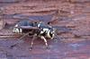 mics critters - Bald-faced Hornet (Vespula maculata) sm.jpg