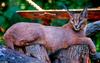 wild cats - Caracal Lynx (Caracal caracal damarensis)