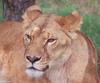 wild cats - Lion129