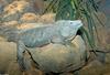 Misc critters - Grand Cayman Iguana (Cyclura nubila lewisi)500