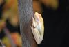 A few treefrogs - Albino Green Treefrog (Hyla cinerea)010