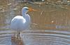 Swamp Bird - Great Egret (Ardea alba egretta)2000