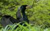 Misc birds - Double Crested Cormorant (Phalacrocorax auritus)