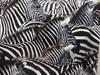 Zebras - plains zebra (Equus quagga)
