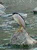 Black-crowned night heron (해오라기)