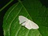 Sub-angled Wave Moth (Scopula nigropunctata)