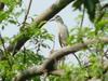 Black-crowned Night Heron on tree