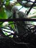 Baby little egret on nest