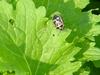 Shield bug -- 북쪽비단노린재 Eurydema gebleri