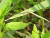 Damselfly --> 아시아실잠자리 암컷 Ischnura asiatica (Asiatic Bluetail Damselfly)