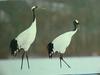POSTCARD: Red-crowned cranes