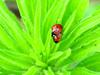 Sevenspot ladybugs (mating)