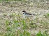 Little ringed plovers