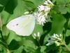 배추흰나비 (Common cabbage white butterfly)