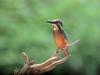 POSTCARD: Common Kingfisher