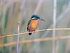 POSTCARD: Common Kingfisher