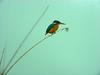 POSTCARD: Common Kingfisher (물총새)