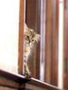 Kametaro's Cats Collection: Pure Cats Vol. 7 - Kitten - 084