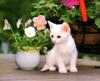 Kametaro's Cats Collection: Pure Cats Vol. 7 - Kitten - 085