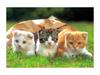 Kametaro's Cats Collection: Pure Cats Vol. 7 - Kitten - 086
