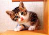 Kametaro's Cats Collection: Pure Cats Vol. 7 - Kitten - 087