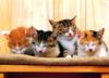 Kametaro's Cats Collection: Pure Cats Vol. 7 - Kitten - 090