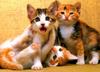 Kametaro's Cats Collection: Pure Cats Vol. 8 - Kitten - 093
