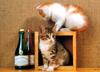 Kametaro's Cats Collection: Pure Cats Vol. 8 - Kitten - 095