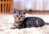 Kametaro's Cats Collection: Pure Cats Vol. 8 - Kitten - 098