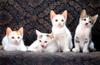 Kametaro's Cats Collection: Pure Cats Vol. 8 - Kitten - 100