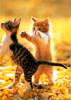 Kametaro's Cats Collection: Pure Cats Vol. 8 - Kitten - 105