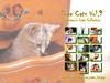 Kametaro's Cats Collection: Pure Cats Vol. 9 - Kitten - Index
