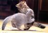Kametaro's Cats Collection: Pure Cats Vol. 9 - Kitten - 106