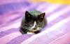 Kametaro's Cats Collection: Pure Cats Vol. 9 - Kitten - 109