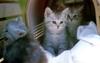 Kametaro's Cats Collection: Pure Cats Vol. 9 - Kitten - 114