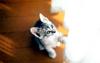 Kametaro's Cats Collection: Pure Cats Vol. 9 - Kitten - 115