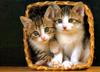 Kametaro's Cats Collection: Pure Cats Vol. 9 - Kitten - 118