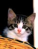 Kametaro's Cats Collection: Pure Cats Vol. 9 - Kitten - 119
