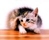 Kametaro's Cats Collection: Pure Cats Vol. 9 - Kitten - 120