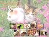 Kametaro's Cats Collection: Pure Cats Vol. 10 - Kitten - Index