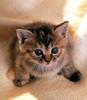 Kametaro's Cats Collection: Pure Cats Vol. 10 - Kitten - 124