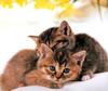 Kametaro's Cats Collection: Pure Cats Vol. 10 - Kitten - 127