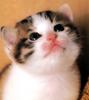 Kametaro's Cats Collection: Pure Cats Vol. 10 - Kitten - 129