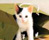 Kametaro's Cats Collection: Pure Cats Vol. 10 - Kitten - 130