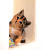 Kametaro's Cats Collection: Pure Cats Vol. 11~12 - Kitten - 132